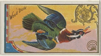 Wood Duck, from the Game | Free Photo - rawpixel