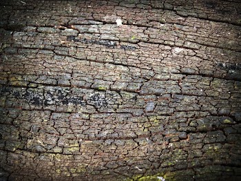 Wood Surface