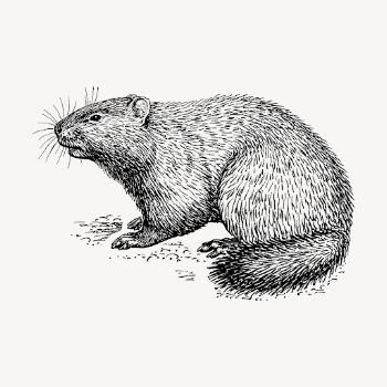 Woodchuck clipart, vintage animal illustration | Free Vector - rawpixel