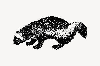 Woodchuck drawing, vintage animal illustration | Free Vector Illustration - rawpixel