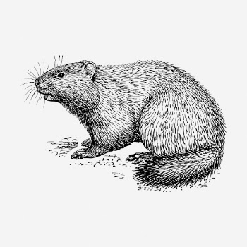 Woodchuck drawing, vintage wildlife illustration. | Free Photo - rawpixel