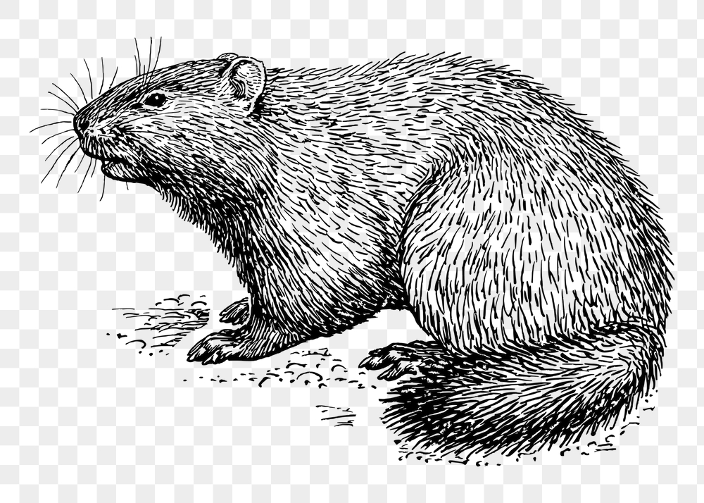 Woodchuck png sticker, vintage animal | Free PNG - rawpixel