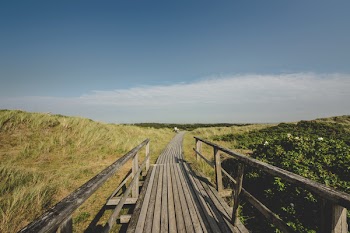 Wooden Boardwalk in Midst of Green Field