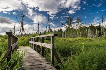 Wooden Bridge Surrounded by Green Plants