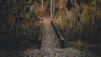 wooden bridge surrounded by trees at daytime