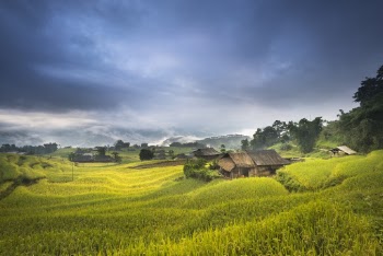 Wooden House Near Rice Field