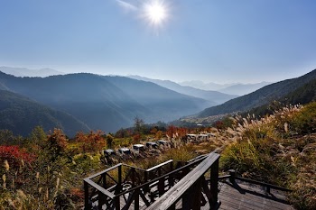 Wooden Ladder Near Flowers Under Clear Sky