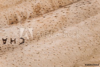 Wooden plank close up