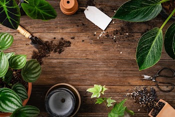 Wooden plant background with the gardening… | Free stock photo | High Resolution image