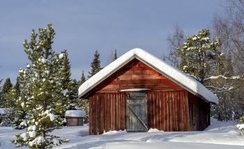 Wooden Shed Surrounded by Trees