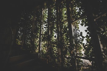 Wooden Stair With Green Leaf Plant Decors