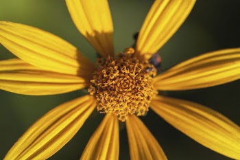 Woodland sunflower background. Free public | Free Photo - rawpixel