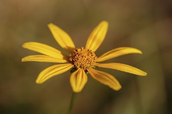 Woodland sunflower background. Free public | Free Photo - rawpixel