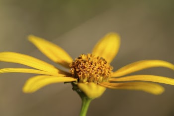 Woodland sunflower background. Free public | Free Photo - rawpixel