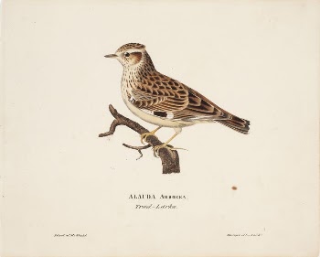 Woodlark, 1828, Magnus Von Wright | Free Photo - rawpixel