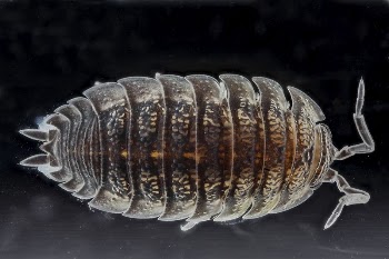 Woodlouse, Trachelipus rathkii. | Free Photo - rawpixel