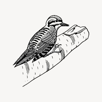 Woodpecker bird clipart, drawing illustration | Free Vector Illustration - rawpixel