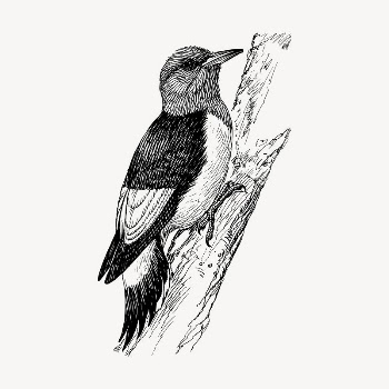 Woodpecker bird clipart, vintage hand | Free Vector - rawpixel