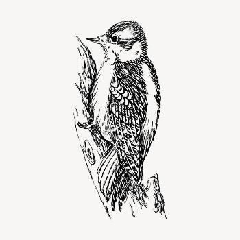 Woodpecker bird clipart, vintage hand | Free Vector - rawpixel