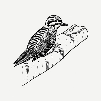 Woodpecker bird collage element, vintage | Free PSD Illustration - rawpixel