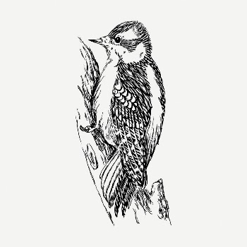 Woodpecker bird drawing, vintage illustration | Free PSD - rawpixel