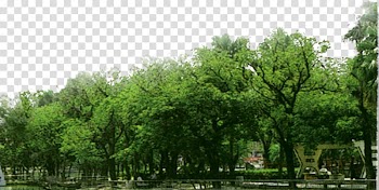 Woods illustration, Tree Forest, forest transparent background PNG clipart