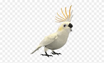 Word Of The Day - Parrot Animated Gif