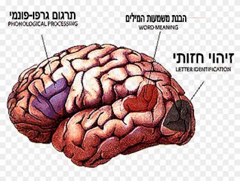 תמונת המוח של איזורים האחראים על הקריאה - Word Reading Brain Activation