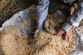 Worker preparing elephant feed. Free | Free Photo - rawpixel