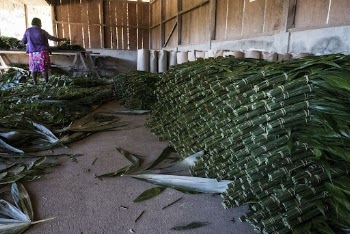 Worker sorting Xate leaves. Free | Free Photo - rawpixel