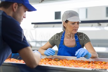 Workers examining tomatoes on conveyor belt in food processing plant
