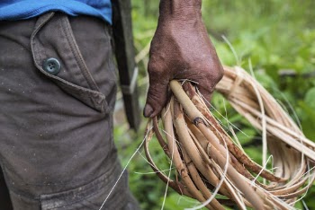 Workers harvesting rattan. Free public | Free Photo - rawpixel