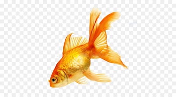 World Goldfish Colours in French Colours in Polish Colours in Welsh - others 