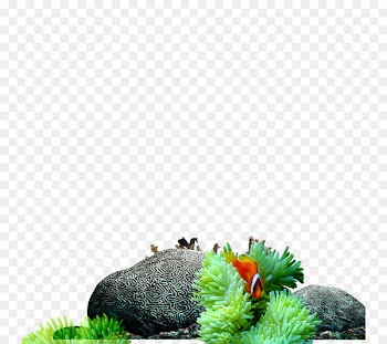 World Ocean Coral reef fish - Submarine Rock 