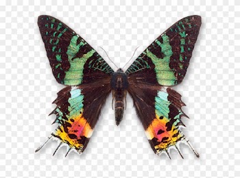 World Of Butterflies And Moths - Madagascan Sunset Moth