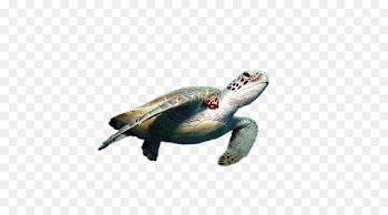 World Turtle Day Cheloniidae Green sea turtle Tortoise - Sea turtle 