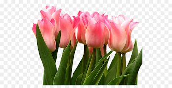 World Wide Web png download - 589*445 - Free Transparent Tulip png ...