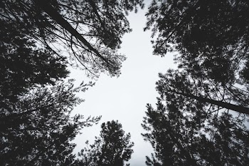 Worm's Eye Photography Of Tall Trees
