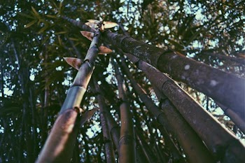 Worm's Eye View of Bamboos