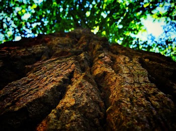 Worm's Eye View of Brown Tree