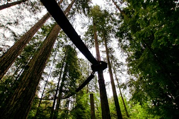 Worm's Eye View of Forest