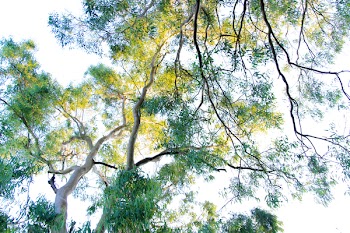 Worm's Eye View of Green Leafed Trees