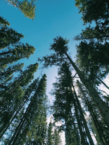 Worm's-eye View of Tall Trees