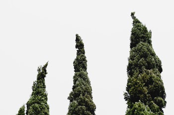 Worm's-eye View of Three Green Leafed Trees