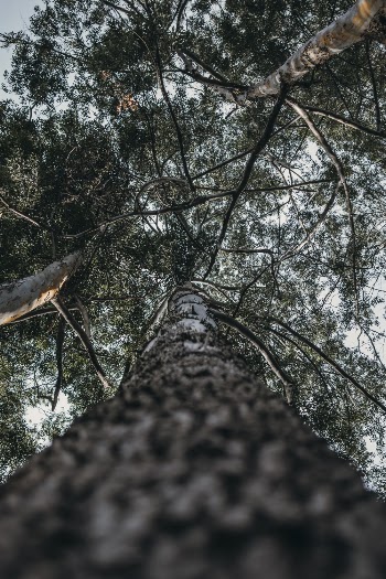 Worm's-eye View of Tree