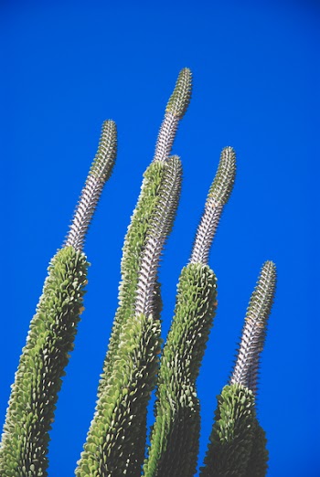 Worm's-eye View Photo of Green Leafed Plants