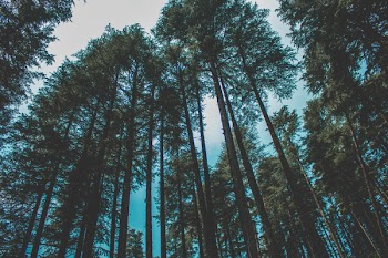Worm's Eye View Photography of Forest Trees