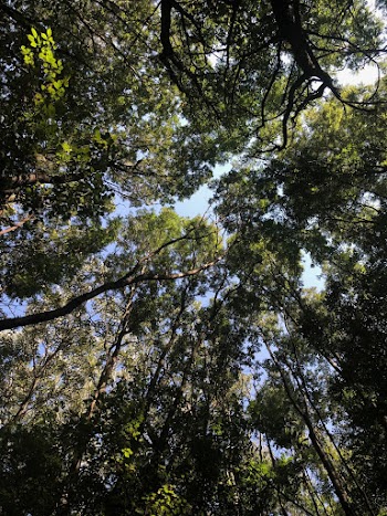 Worm's Eye View Photography Of Green Trees 