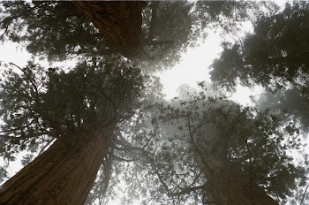 Worm's Eye View Photography of Tree