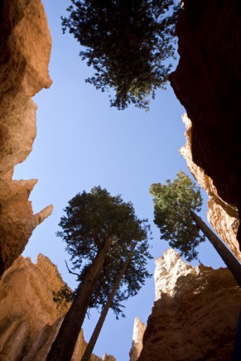 Worm's Eye View Photography of Trees and Rock Formation